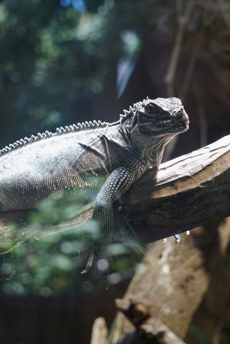lizard gray iguana iguana