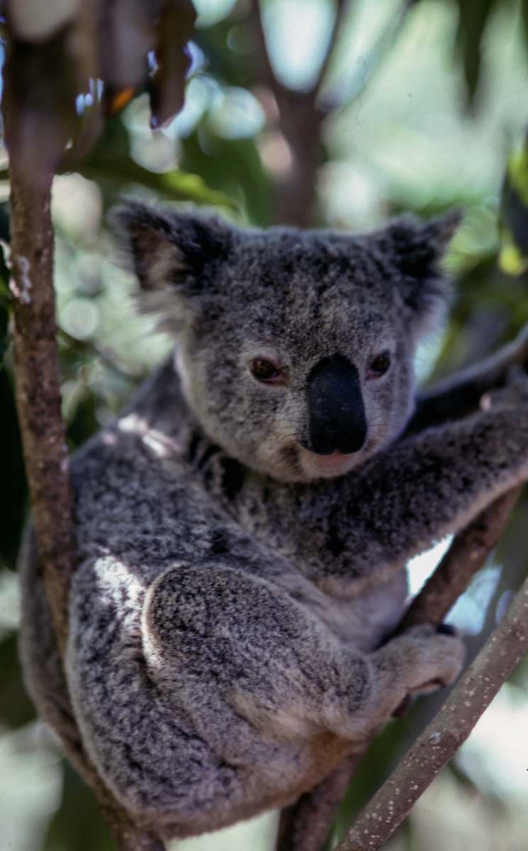 koala gray koala bear wildlife
