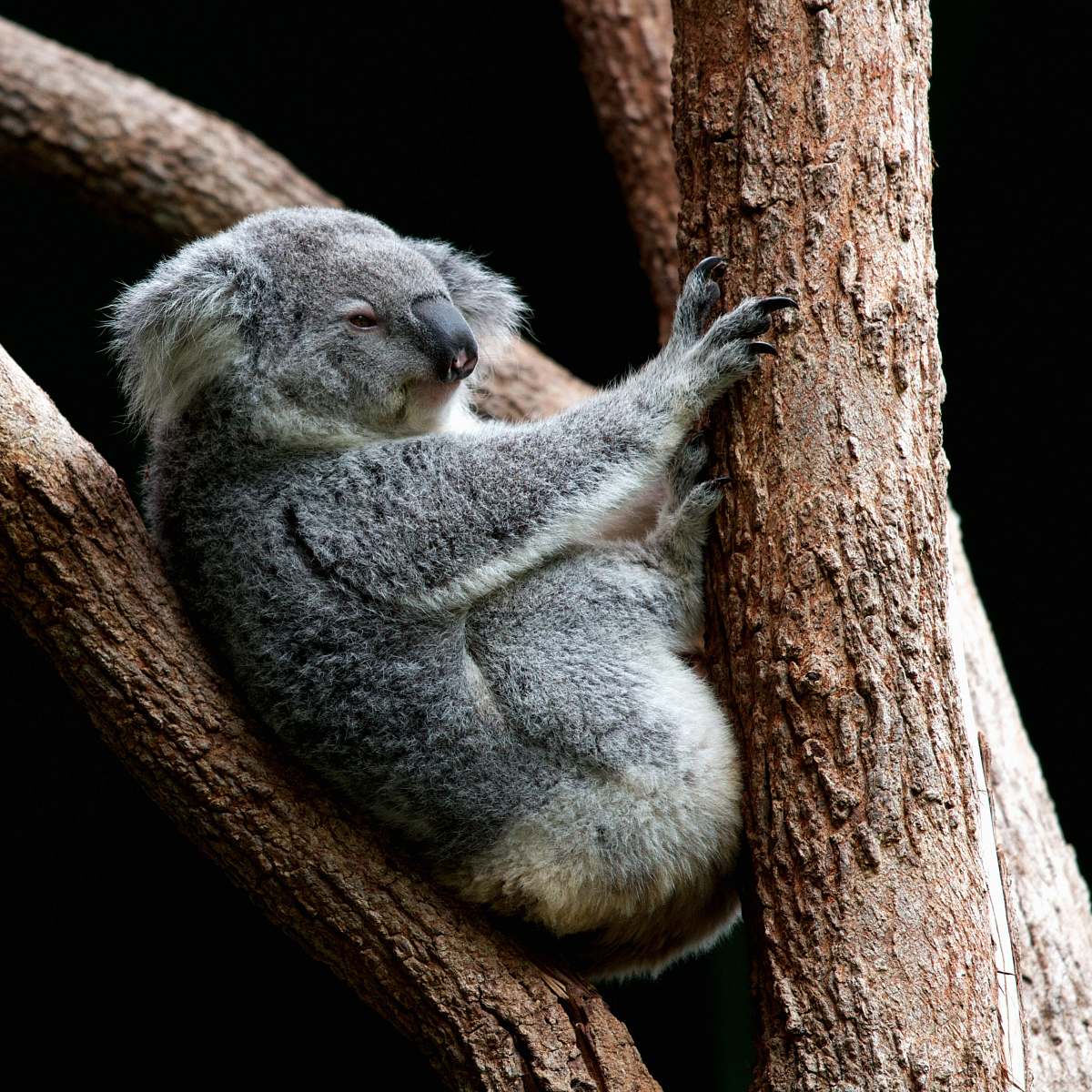 wildlife gray koala perching on tree koala