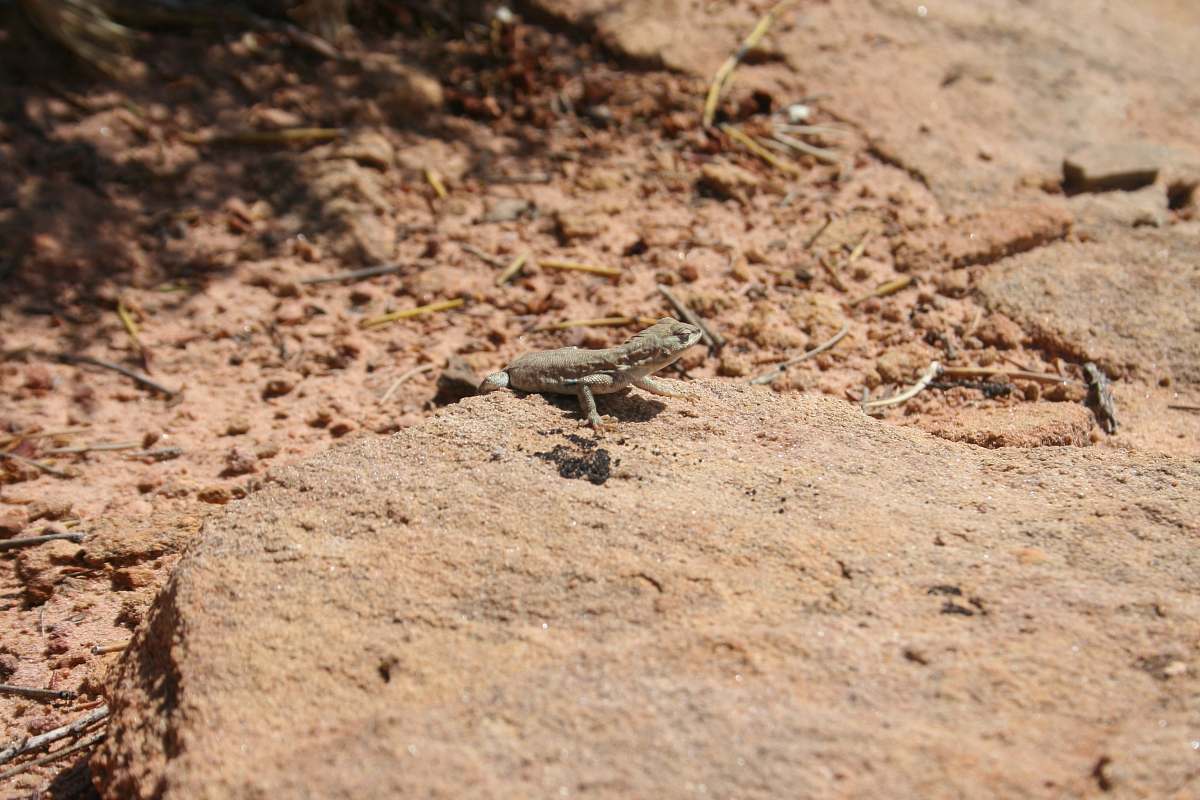 reptile gray lizard on gray rock lizard