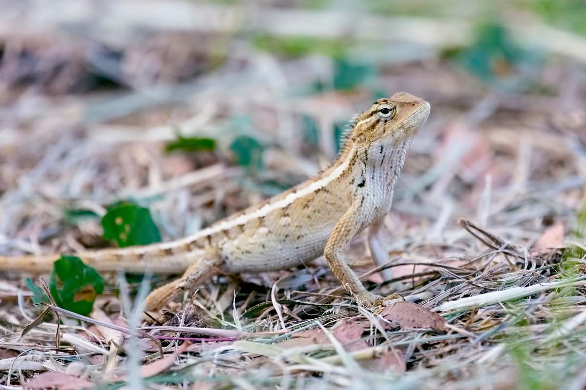 reptile gray lizard lizard