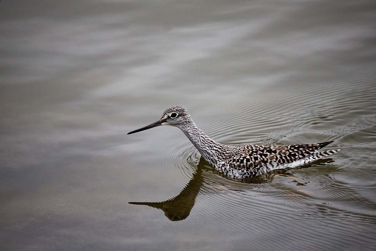 bird gray long-beak bird on water water