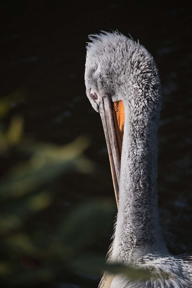 bird gray long-beaked bird blijdorp