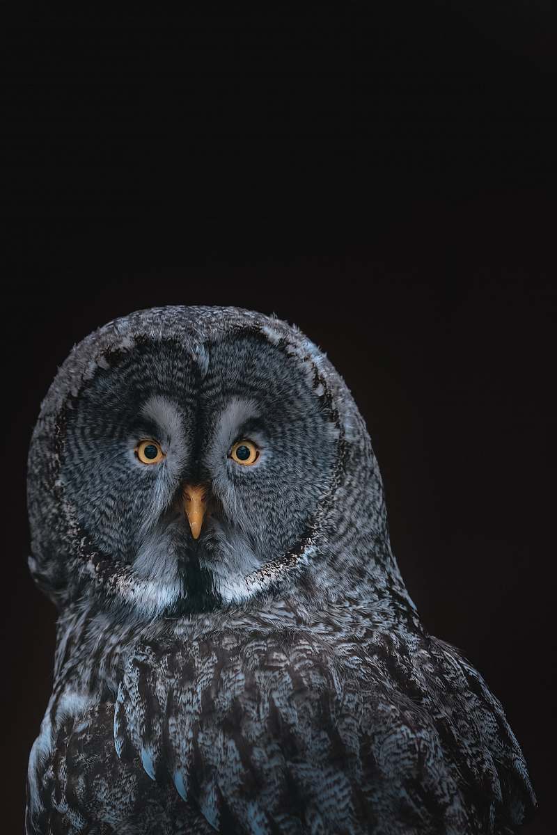 bird gray owl on black background owl