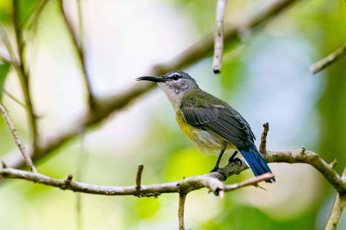 bird gray pet bird perches on branch jay