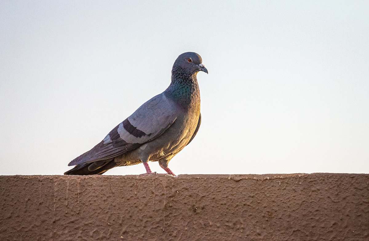 bird gray pigeon india