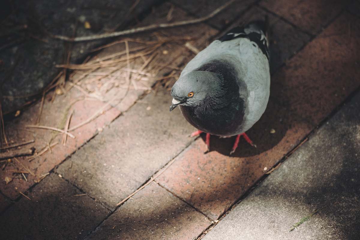 bird gray pigeon on brick ground pigeon