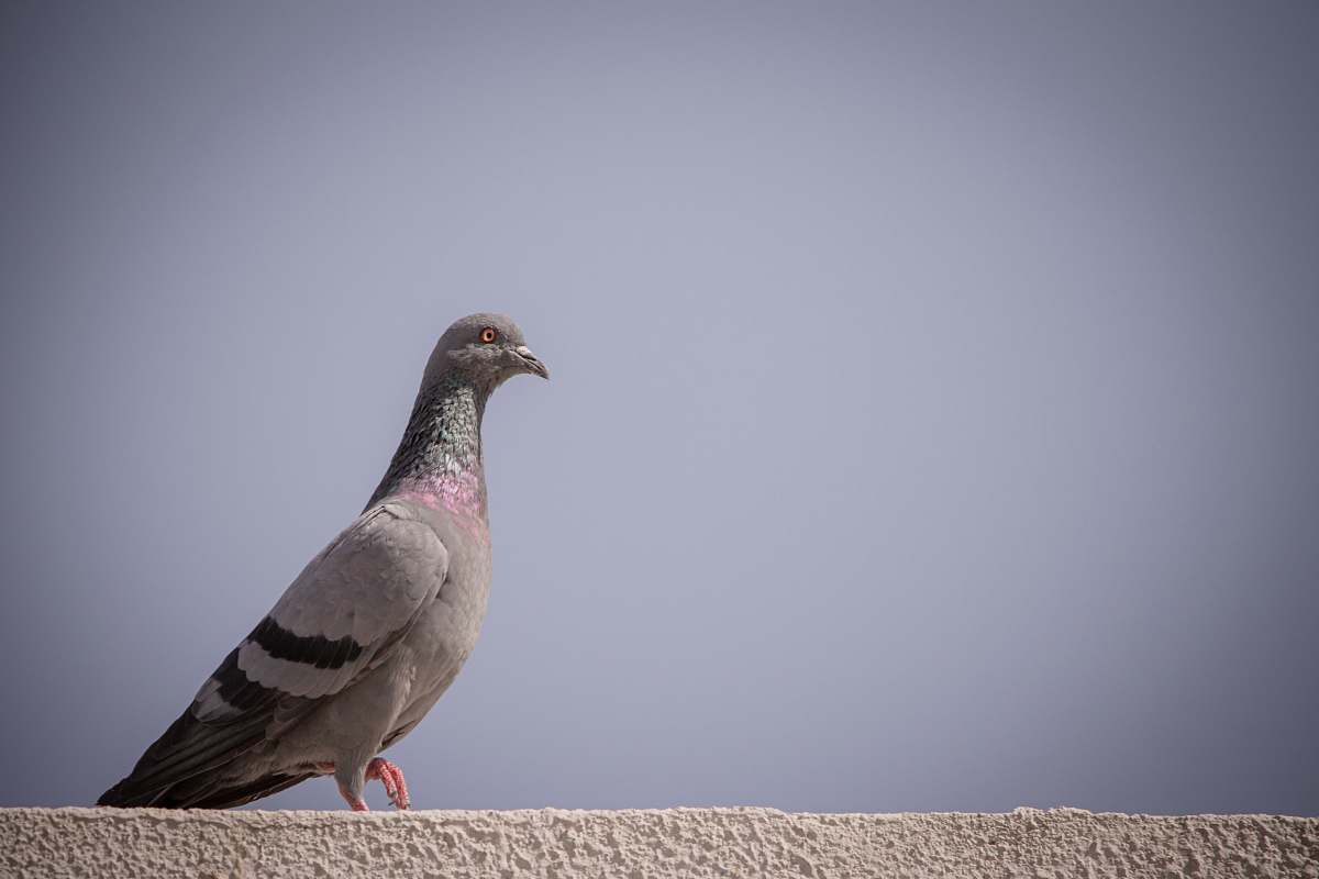 bird gray pigeon on brown concrete wall grey