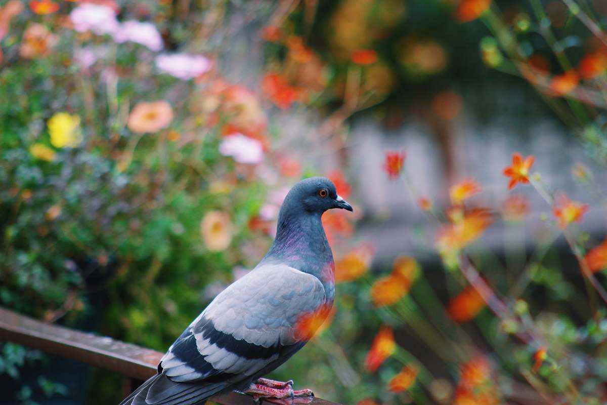pigeon gray pigeon on railing dove