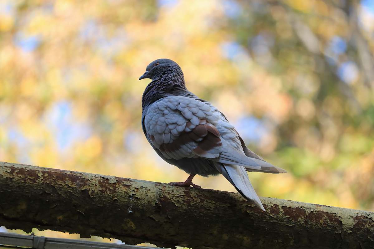 bird gray pigeon resting above pipe pigeon
