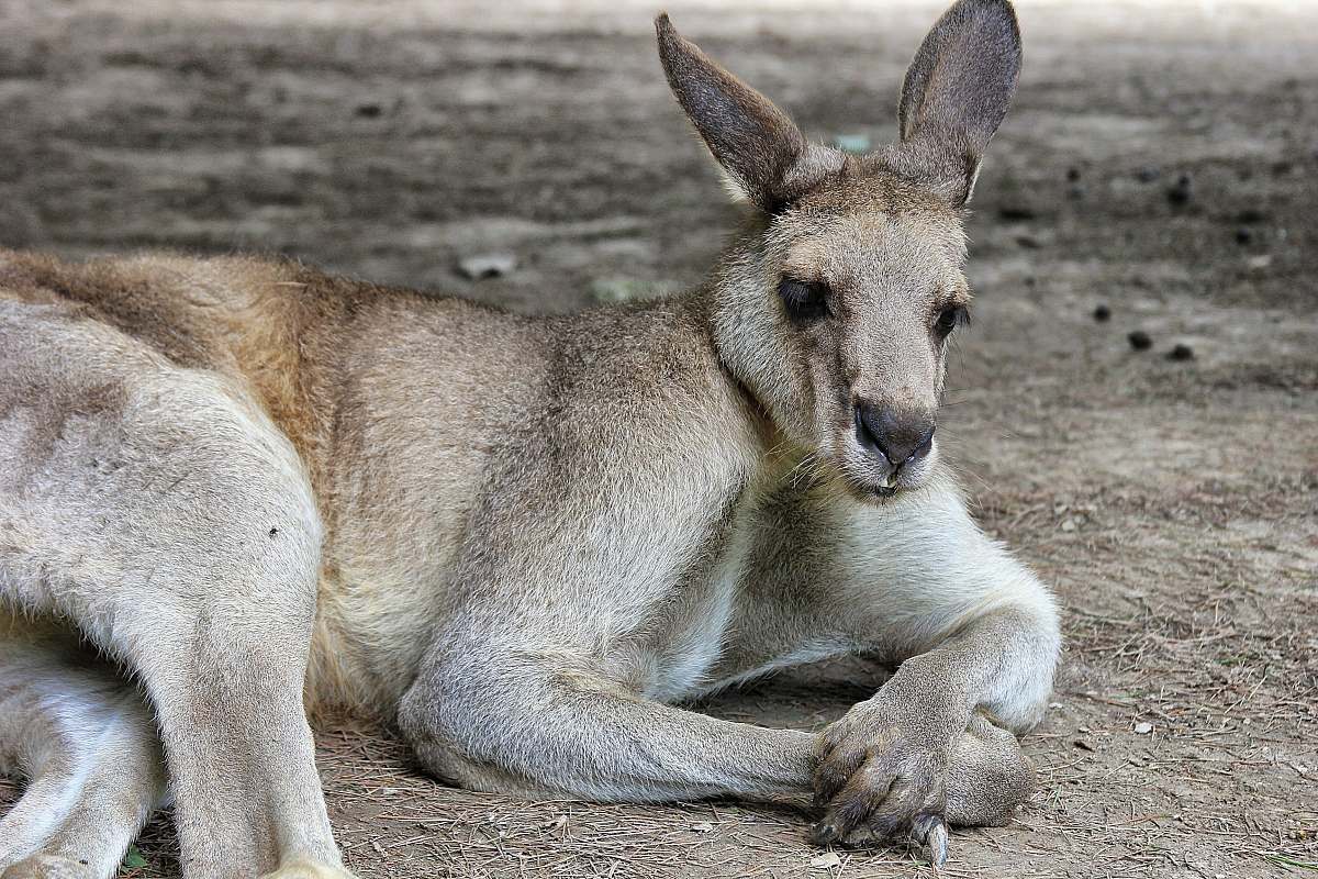 kangaroo gray rabbit mammal