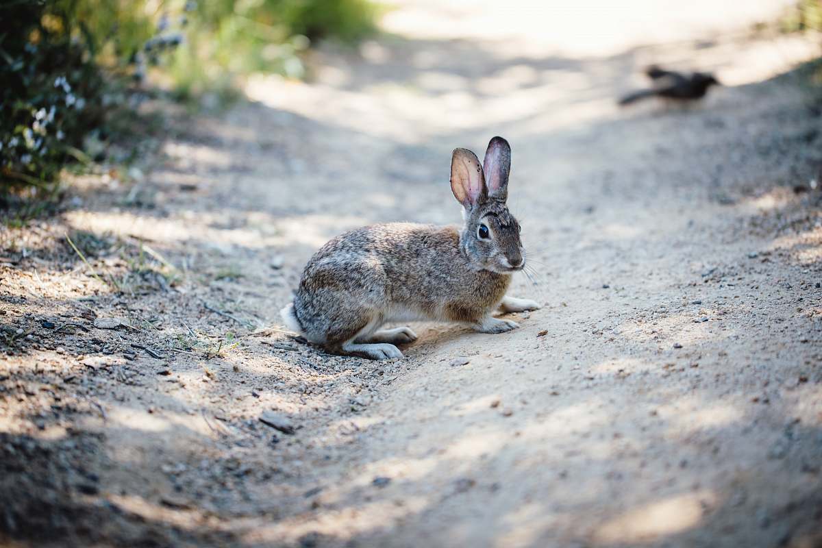 mammal gray rabbit kangaroo