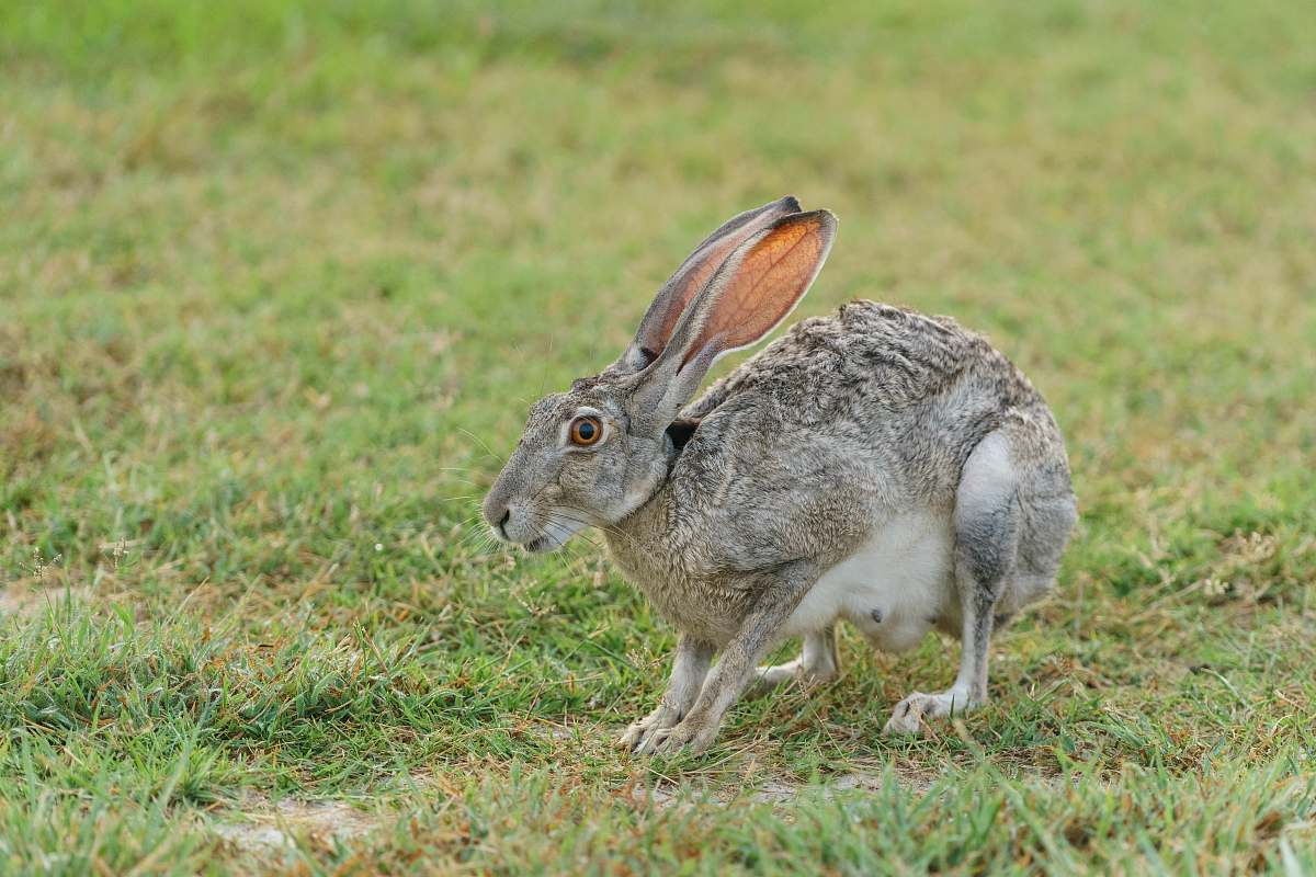 rabbit gray rabbit standing on green grass bunny