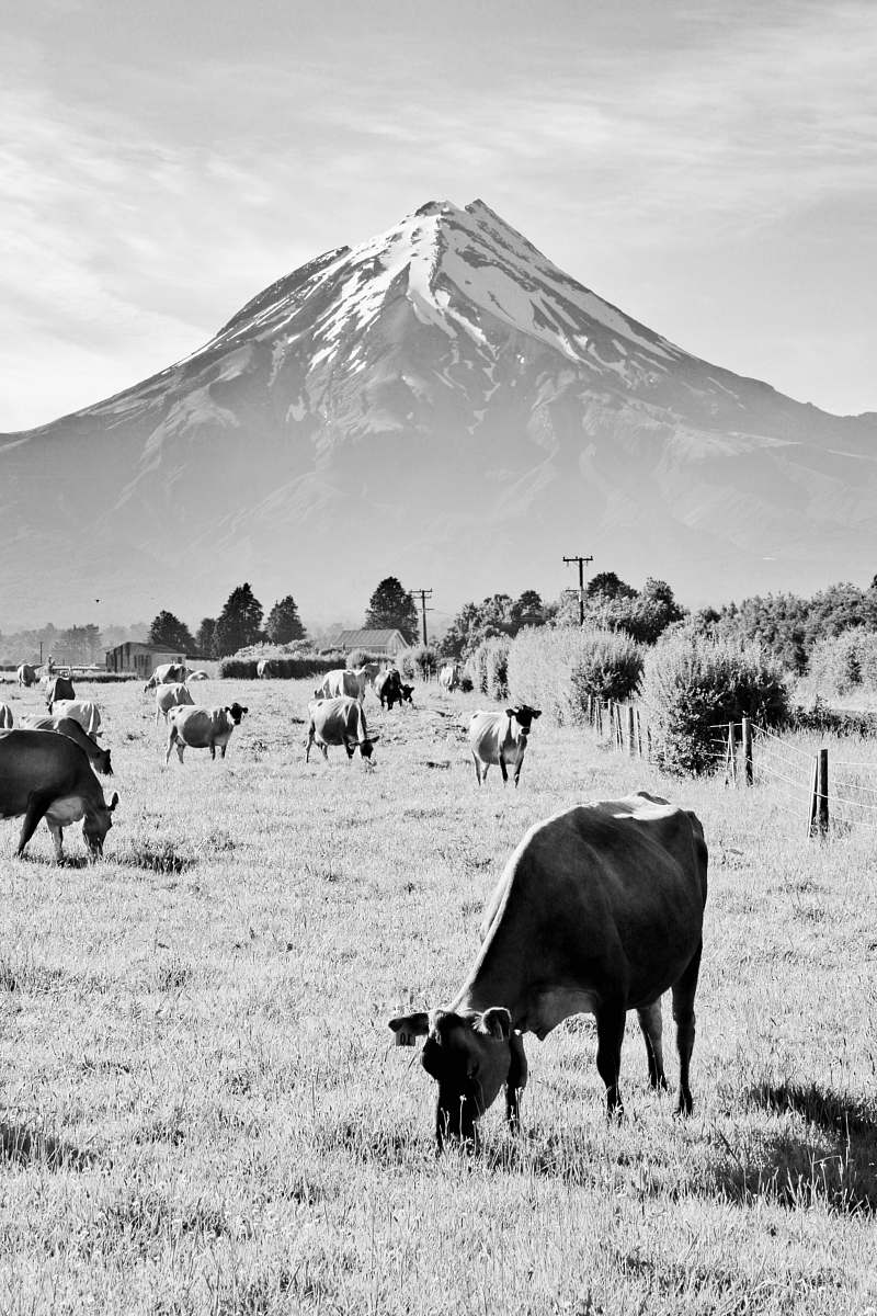 mammal gray scale photo of cattle black-and-white