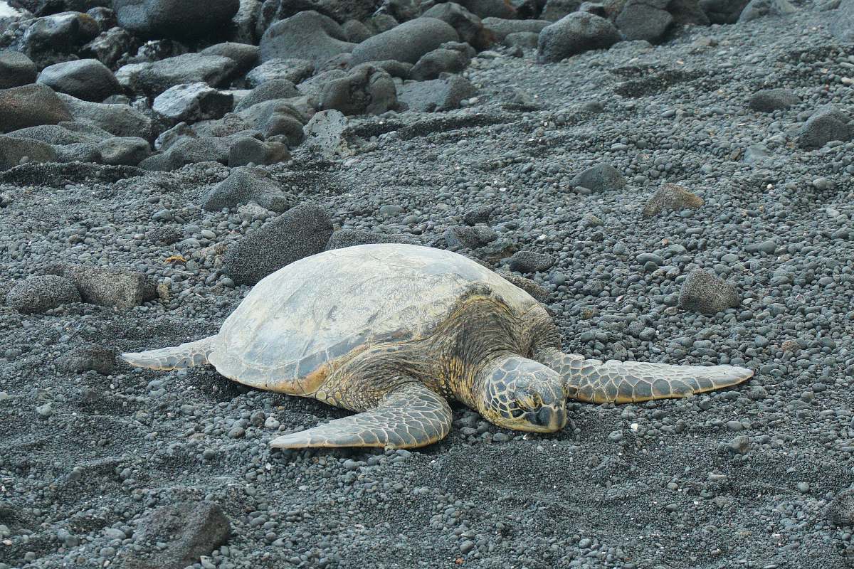 turtle gray sea turtle on sand reptile
