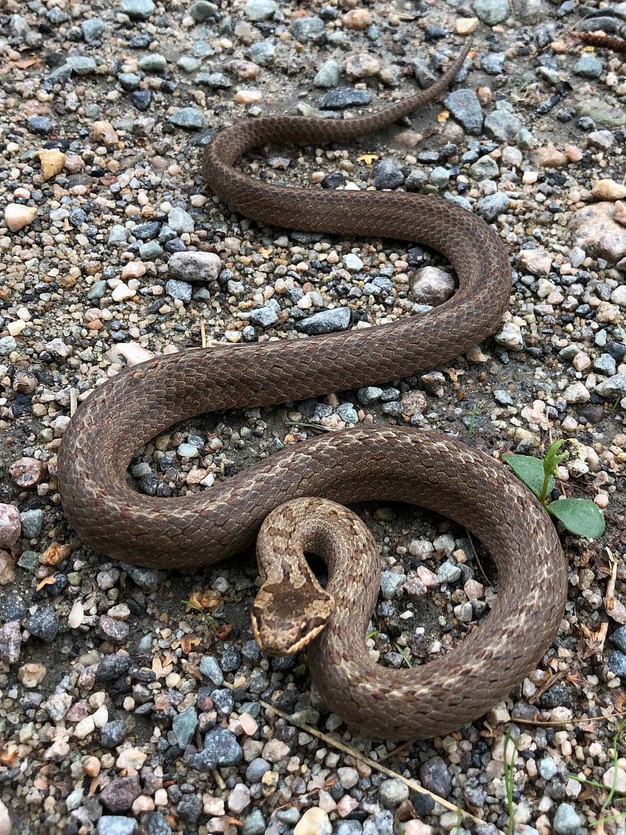 Reptile Gray Snake N Gravel Snake Image Free Photo