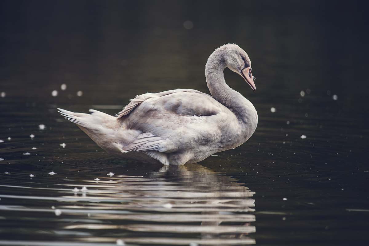 bird gray swan on body of water swan