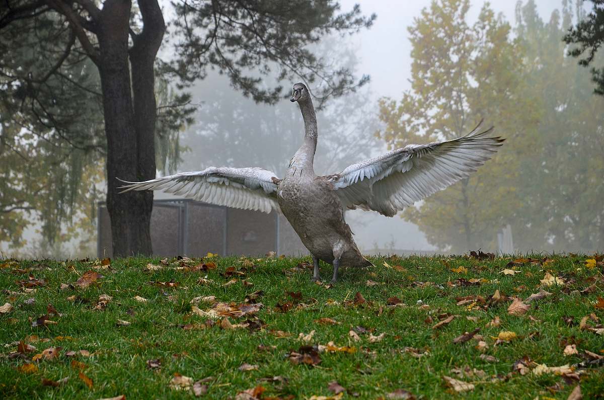 bird gray swan on green grass goose