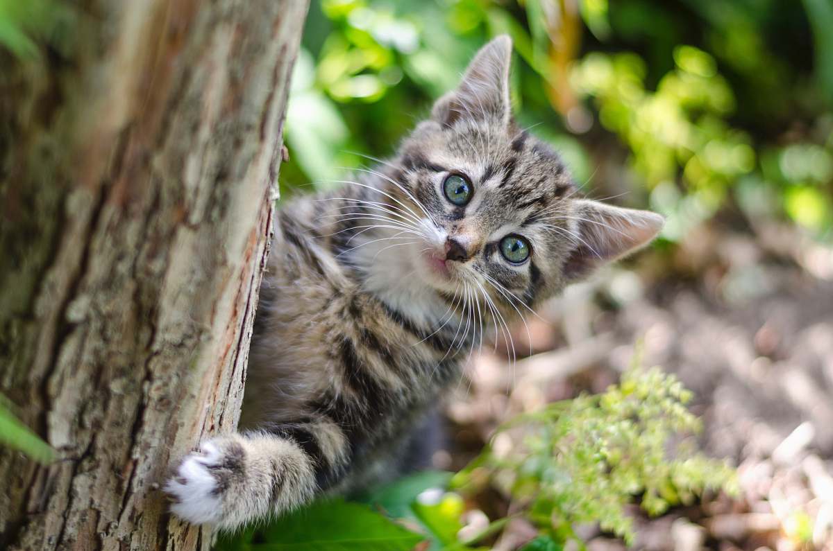 cat gray tabby kitten on tree kitten