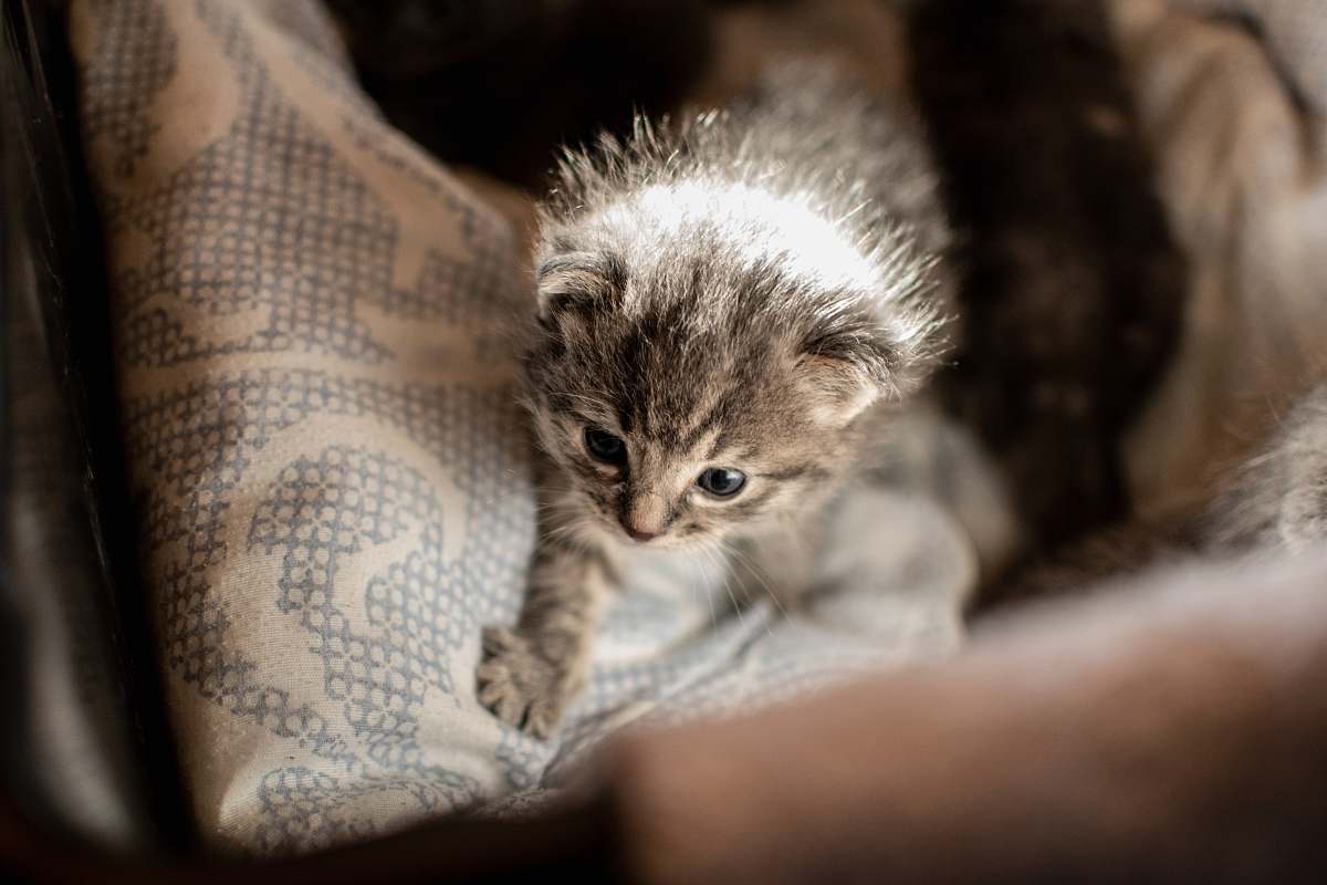 pet gray tabby kitten cat