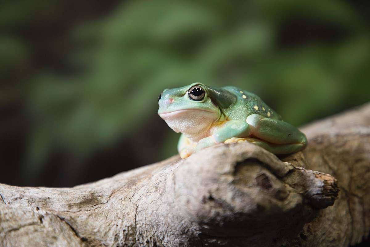 lizard gray toad on brown tree reptile