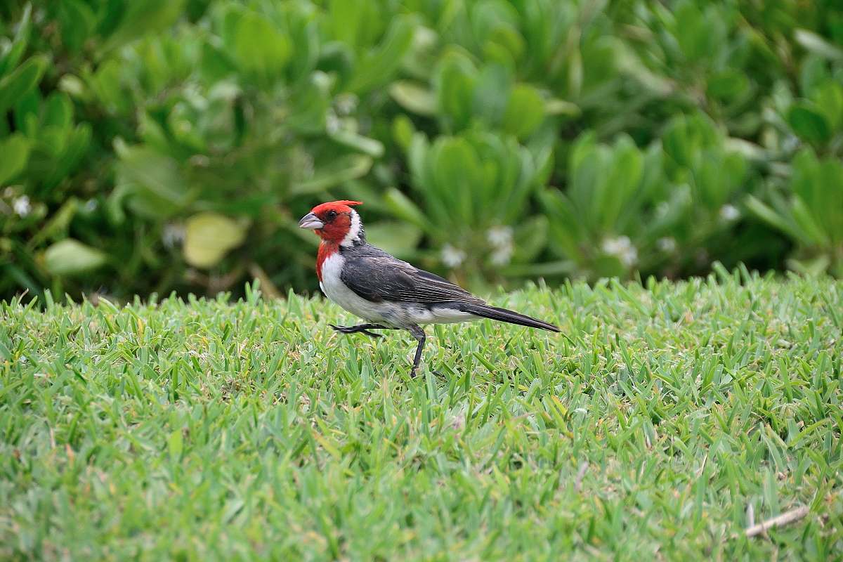 bird gray, white and red bird standing on grass field during daytime grass