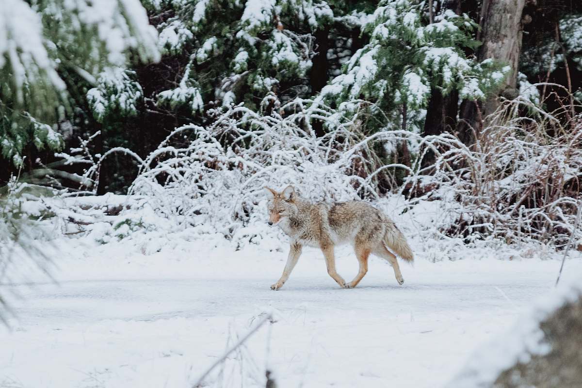 mammal gray wolf walking on snow coyote