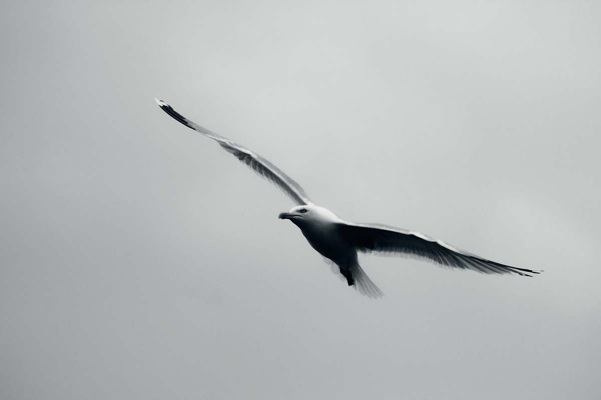 bird grayscale photo of bird in flight flying