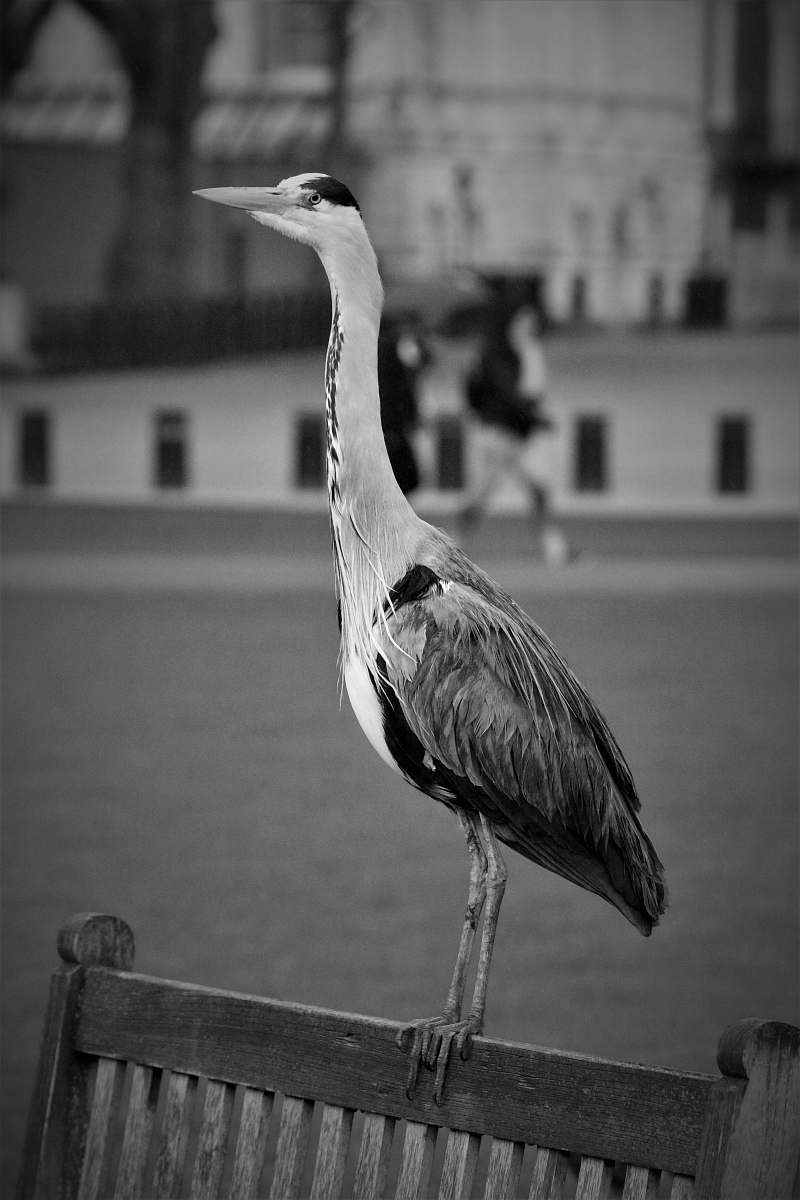 bird grayscale photo of bird standing on wooden chair black-and-white