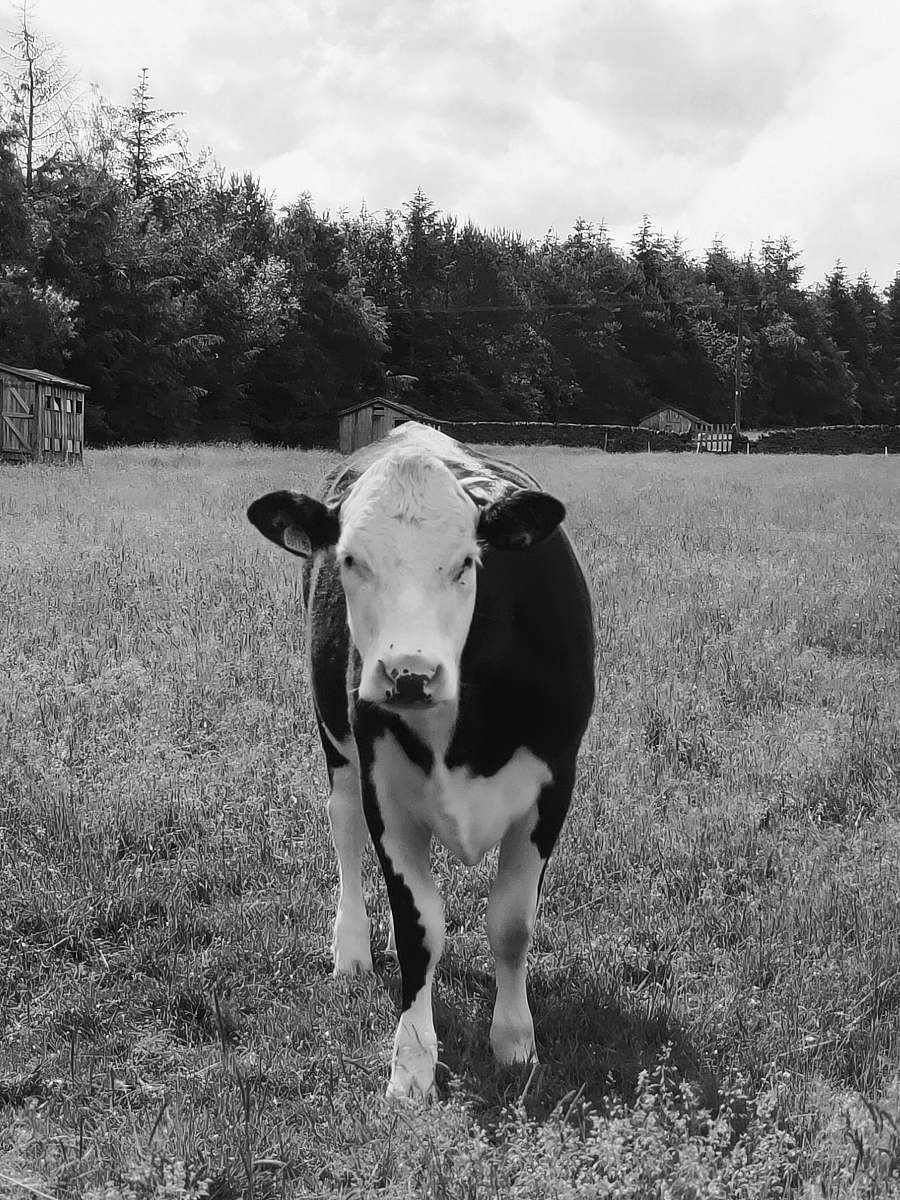 cow grayscale photo of cow black-and-white