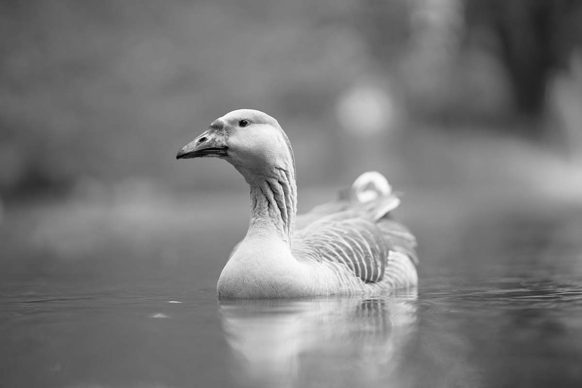 bird grayscale photo of duck on body of water black-and-white