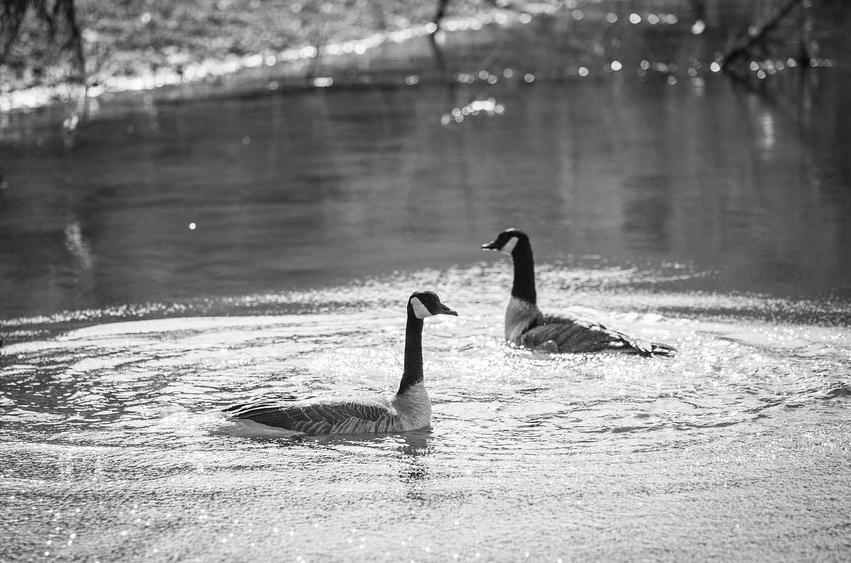 bird grayscale photo of ducks black-and-white