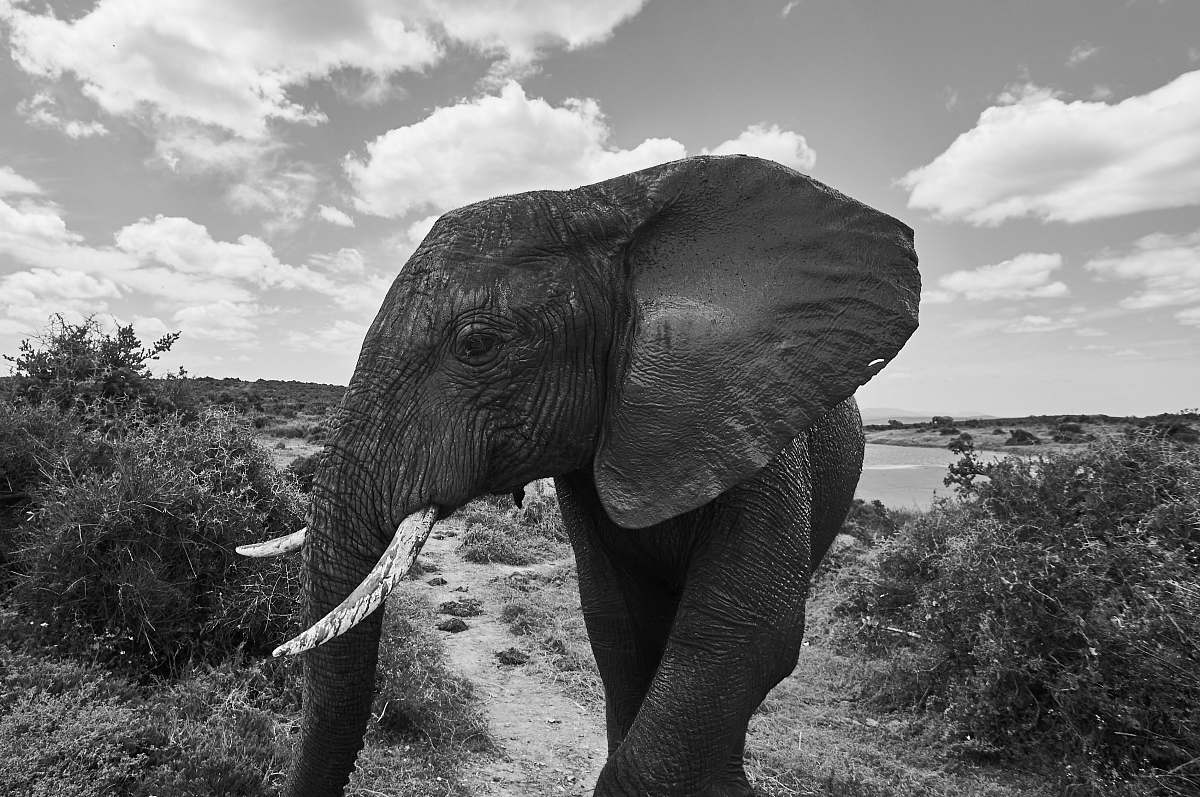 black-and-white grayscale photo of elephant elephant