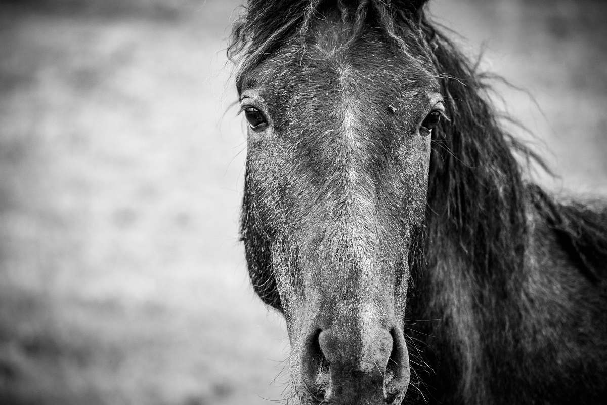 horse grayscale photo of horse black-and-white