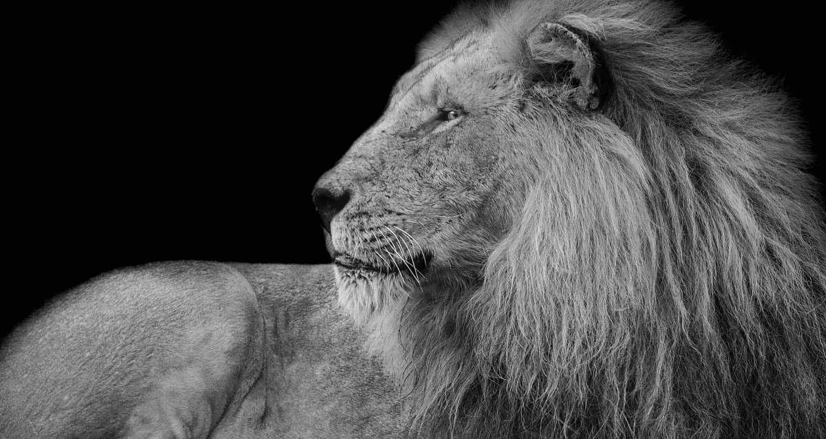 Lion Grayscale Photography Of Adult Lion Black-and-white Image Free Photo