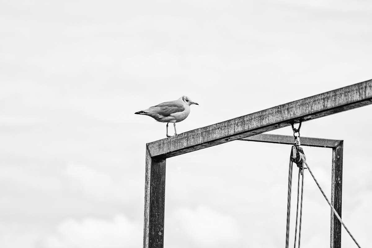 black-and-white grayscale photography of bird grey