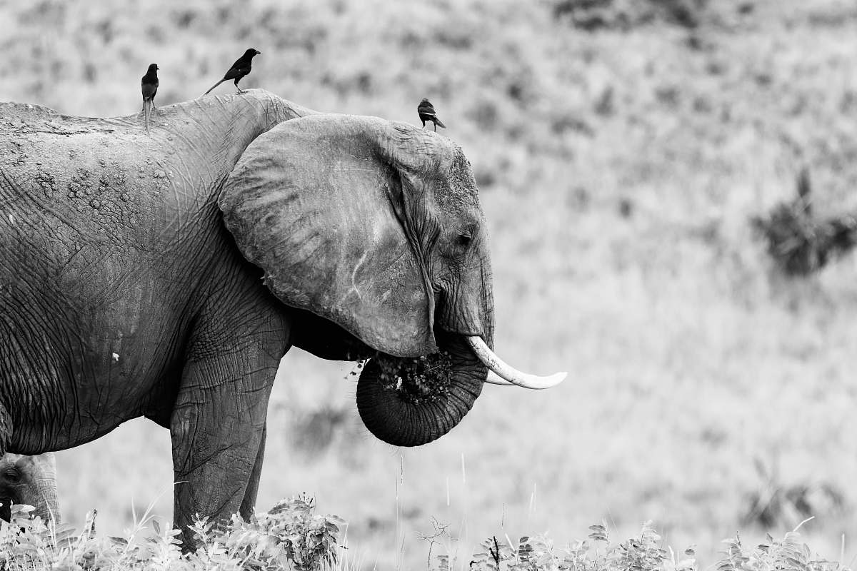 black-and-white grayscale photography of elephant elephant