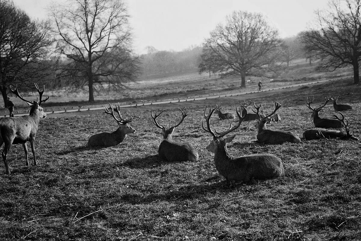 black-and-white grayscale photography of group of deer deer