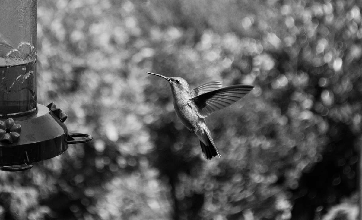 bird grayscale photography of hummingbird flying black-and-white