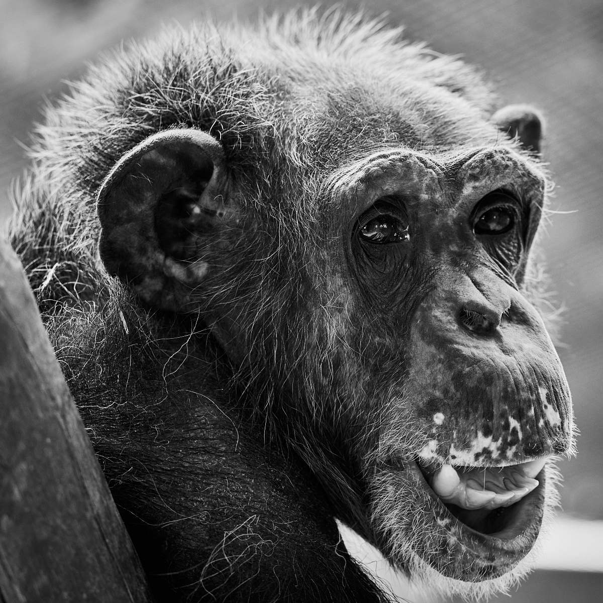 black-and-white grayscale photography of monkey ape