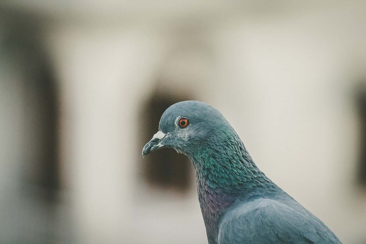 bird grayscale photography of pigeon pigeon