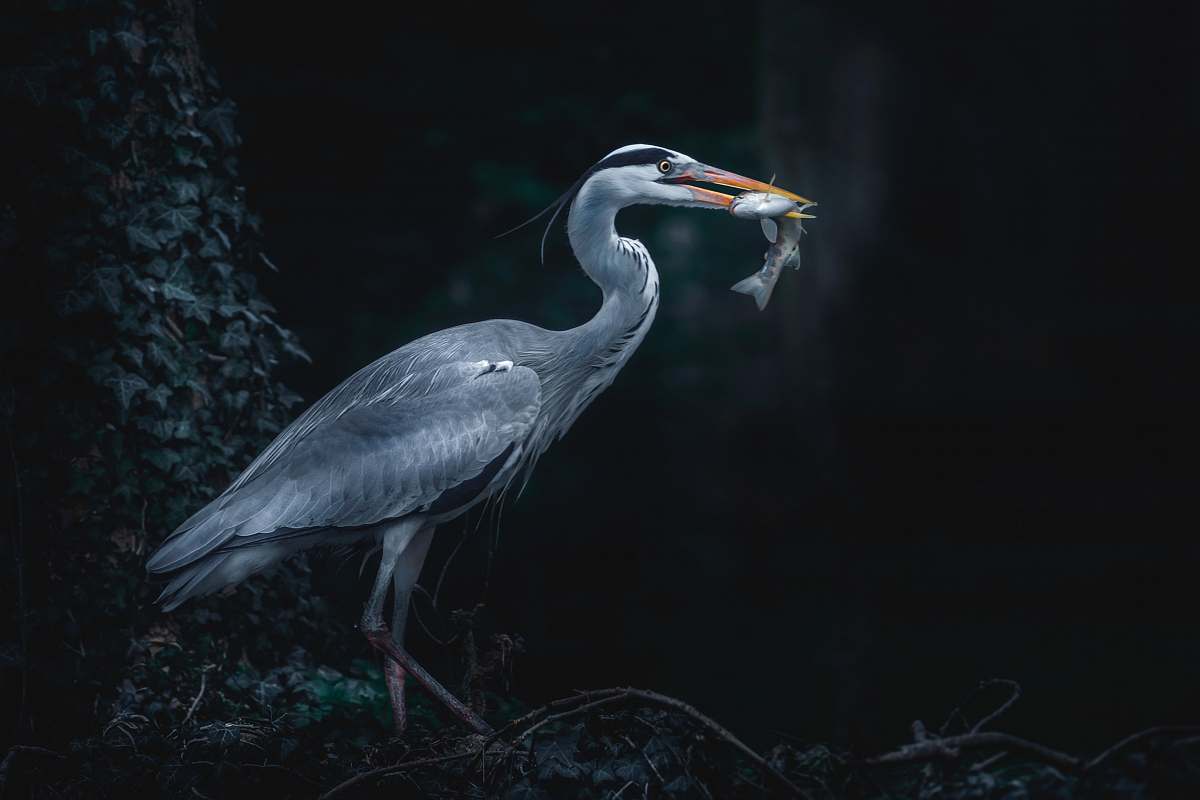 bird great blue herron biting fish close-up photography grey