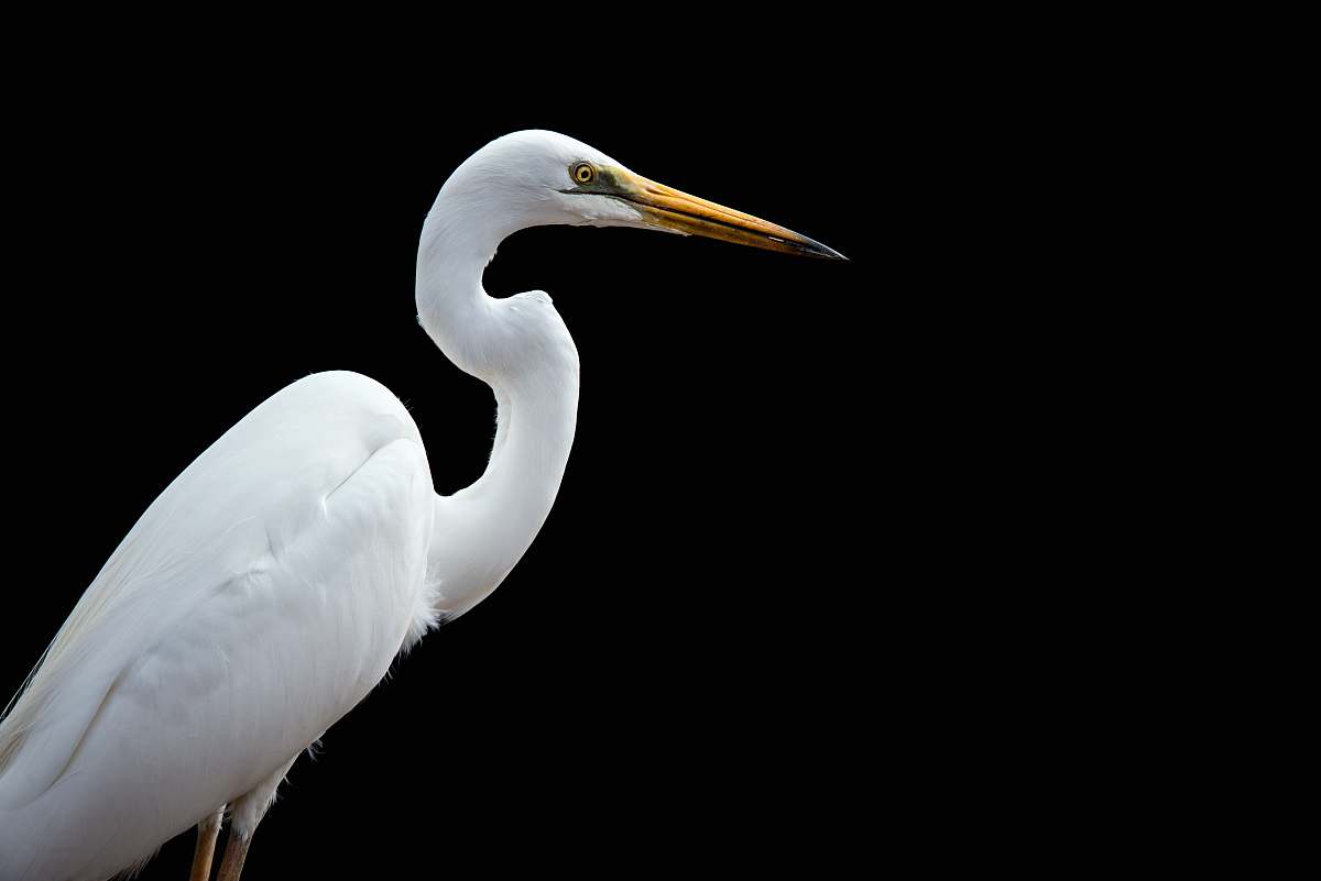 bird great egret bird waterfowl