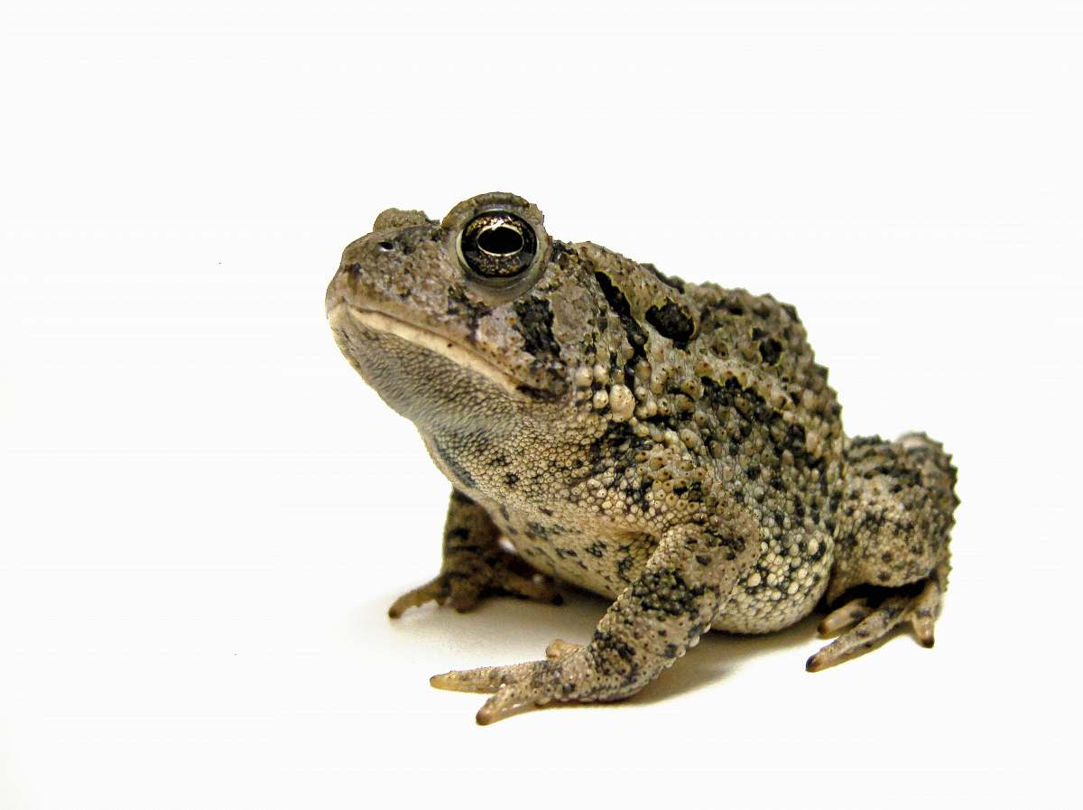 reptile green and black frog lizard
