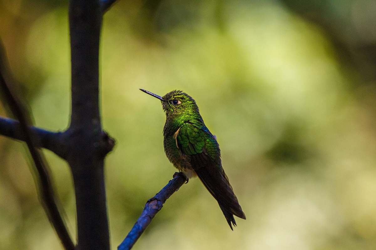 bird green and black hummingbird hummingbird