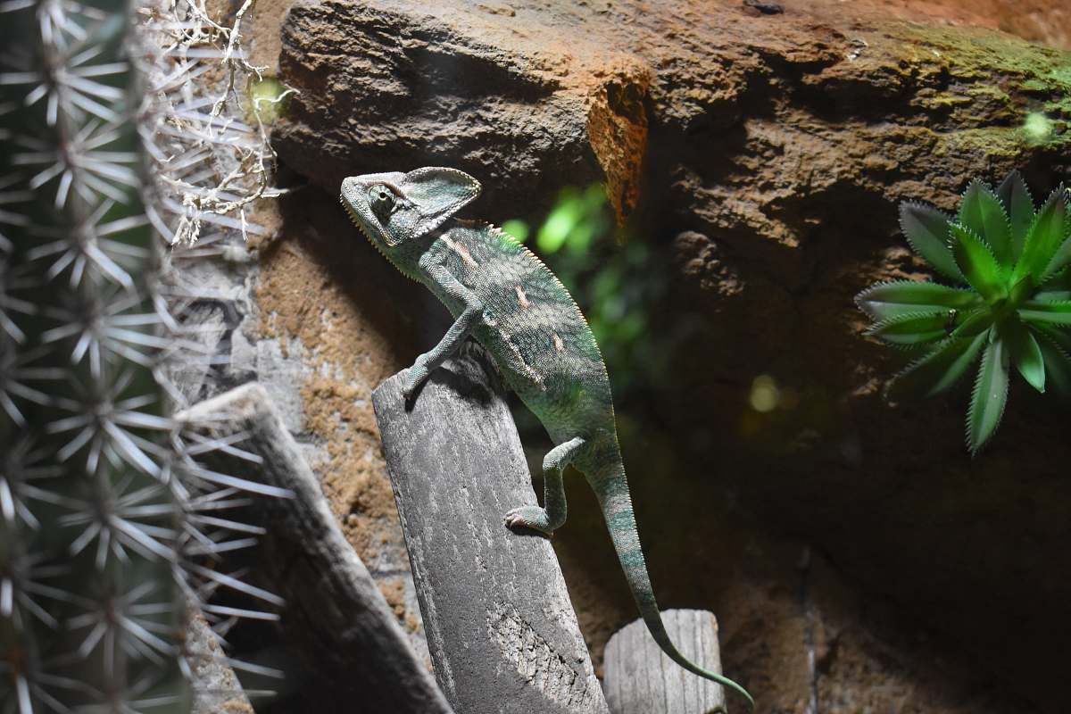 lizard green and black lizard on gray trunk reptile