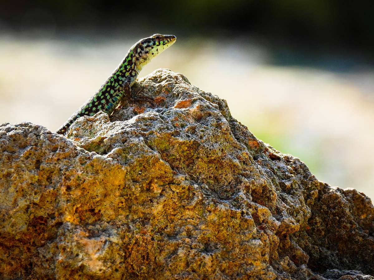 reptile green and black lizard on rock gecko