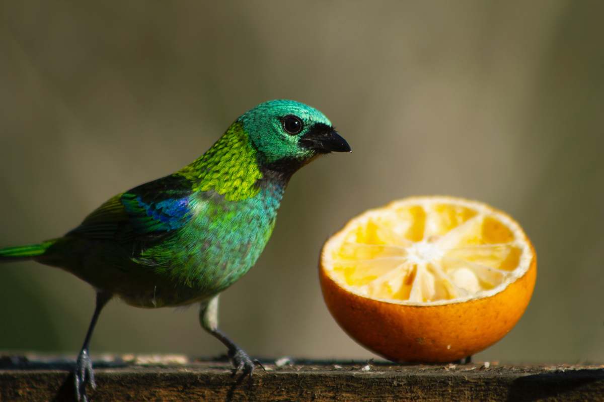 Bird Green And Blue Bird Beside Orange Plant Image Free Photo