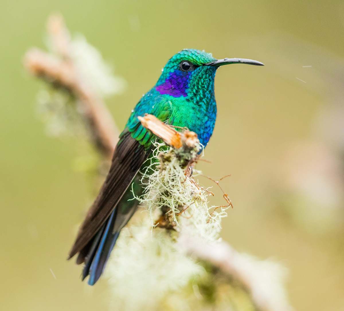 bird green and blue bird on tree branch bee eater