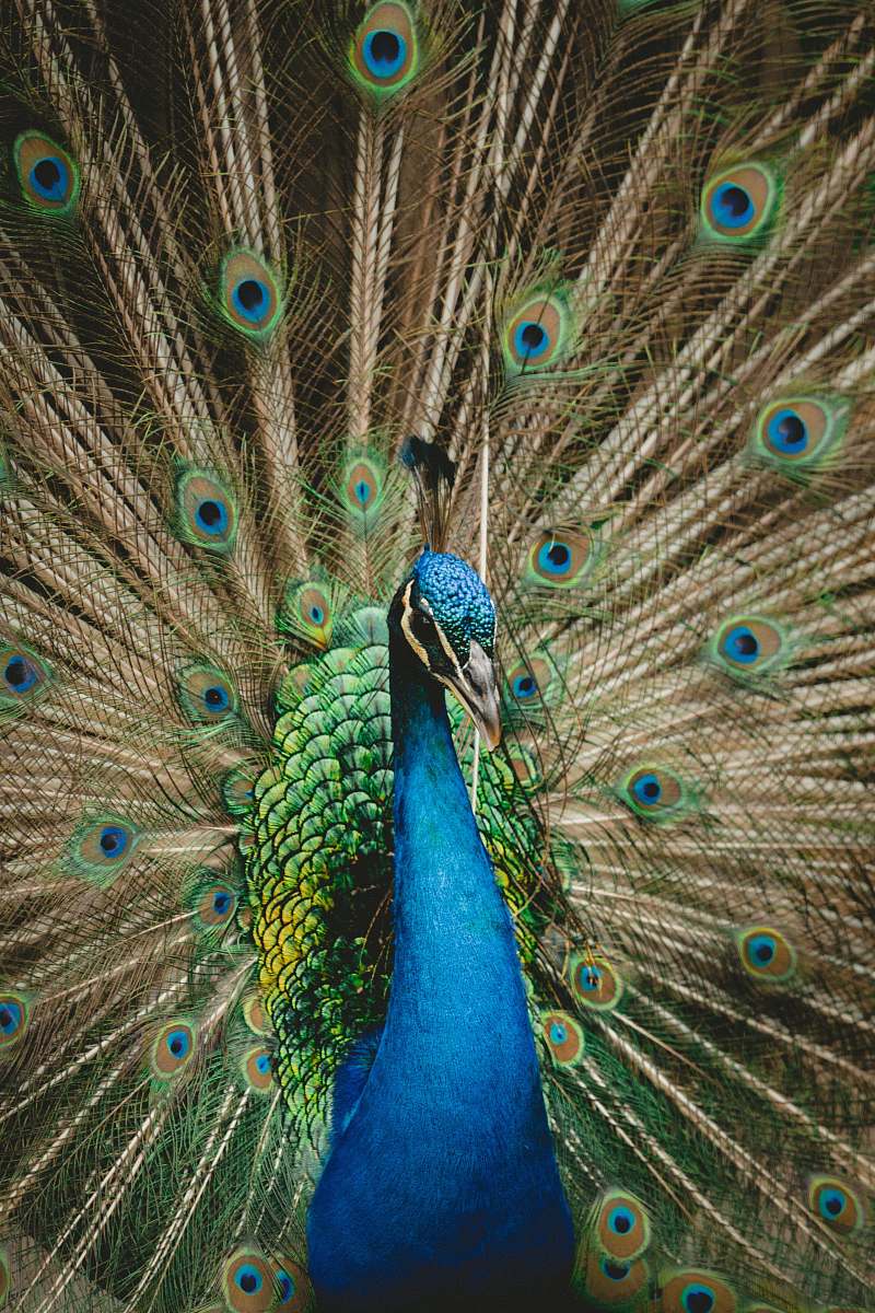 bird green and blue peacock spreading wings peacock